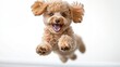 © Mariya - Joyful fluffy toy poodle puppy leaping mid-air with ears flapping, paws forward and mouth open in a playful excited expression on a bright white background