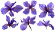 © acilll - Close up view of purple flowers isolated on a white background