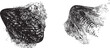 © miloje - Vector particle flow formed by dynamic black textures. Organic particle shape with depth and movement. Noise texture with dynamic particle textures for design overlay.