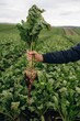 © standret - Detailed close up view. Male farmer is standing and holding beet on the agricultural field
