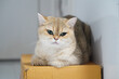 © วรรณภา มะโนศรี - Golden British Shorthair cat green eyes fluffy fur relaxed sitting on cardboard box indoor calm adorable pet domestic feline