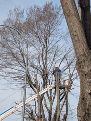  Tree worker uses equipment to trim branches from tall tree in urban area during daylight hours