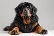 © bodnarphoto - Majestic Tibetan Mastiff lies elegantly on a light backdrop, showcasing its magnificent fur and calm demeanor in a serene moment