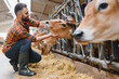 © Serhii - Farmer caressing jersey cow in cowshed, sustainable agriculture