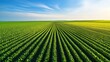 © Photography09 - Vast Green Field of Rows at Sunrise, Agricultural Landscape, Sunrise, Agriculture, Nature, Field, Green