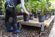 © Diego Martin/Stocksy - Moving Potted Plants in Nursery