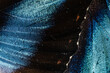 © Luis Herrera/Stocksy - Blue butterfly wings abstract macro natural texture