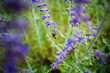 © Naturalia/Stocksy - Summer nature flower bee
