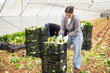 © JackF - Focused young girl picking chard leaves with a group of diverse workers in background
