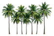 © Sandra - Group of coconut palm trees with lush green fronds, standing tall in a tropical arrangement on a transparent background