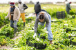 © JackF - Female farmer with team harvests organic celery at farm plantation
