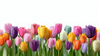 © Ameliza Lowbrow - tulipany tło na życzenia, flowerrs background
