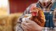 © Khawla - Farmer Gently Holding a Hen. Close-up of a farmer holding a brown hen in a barn, depicting rural life, animal husbandry, and agricultural tradition.