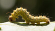 © Tap - Yellow-green caterpillar, green leaf shows natural vitality