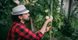© Anna - A young man in work clothes is working with a pruner in a greenhouse with tomatoes and cucumbers.