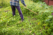 © Brebca - A farmer mows grass and weeds with a hand scythe, gardening and horticulture concept.