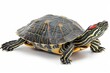 © Rawpixel.com - Red-ear slider turtle tortoise reptile animal.