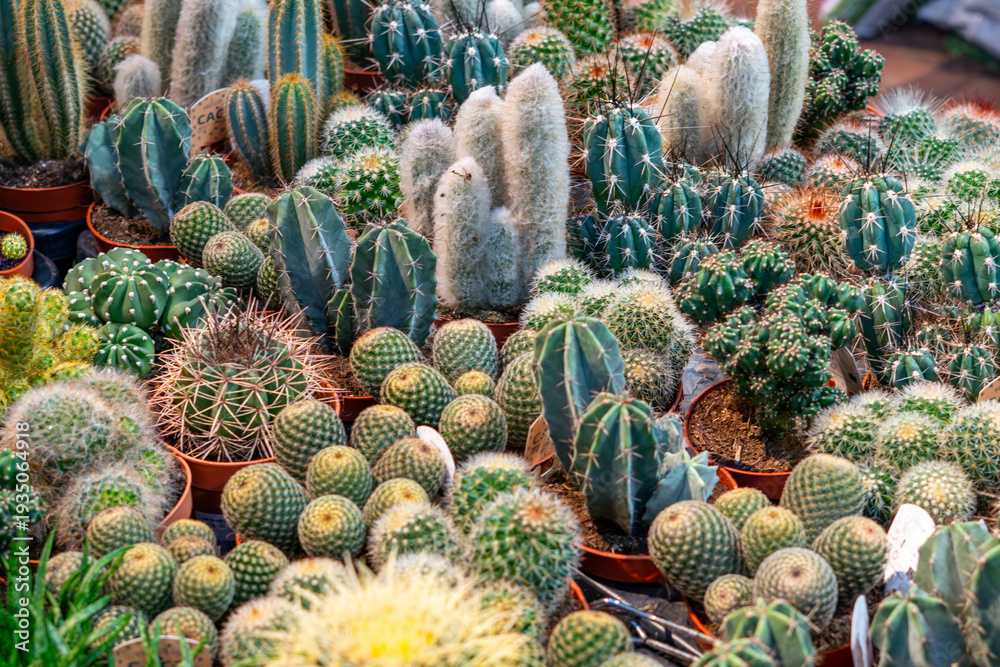 Types Of Cactus Small Indoor