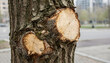 © Oleksandr - Close-up detail of a tree trunk with two fresh cuts revealing the light wood and growth rings, set against an urban bokeh background, showcasing nature's resilience