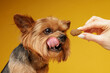© st.kolesnikov - Yorkshire terrier licking lips while looking at dog treat in human hand