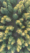 © Alexandre - Vue aérienne d'une forêt avec un petit chemin traversant les arbres
