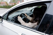 © Nataliya - A young girl sits in a car holding the steering wheel.