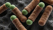 © 66 - Scanning electron microscope image of Clostridium difficile bacteria, rod shape and spores, colorized in earthy brown and green tones