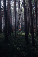  sunlight goes trough trees