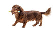 © Gail - A delightful photograph of a long-haired brown dachshund dog playfully walking with a yellow toothbrush in its mouth.