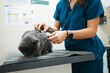 © Gonzalo Infiesta - Veterinarian checking patient cat health during examination