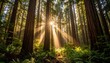 © Jajar Martono - Sacred Sunbeams Illuminate a Majestic, Ancient Redwood Forest