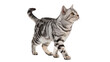 © Ivan - Silver tabby cat walking isolated on transparent background cut out