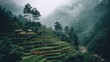 © Alfath - Steep green agricultural terraces descend into a misty, forested mountain valley beside a flowing stream.