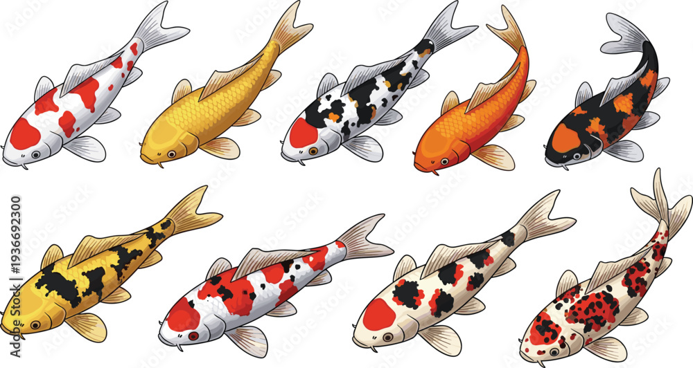 Vetor Koi fish collection with colorful Japanese carp varieties ...