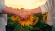 © Victoriia - Handshake business people in rural areas. Farmers, man woman, work together in sunflower field. Business partners shaking hands, sunflower field sunset. Businessmen shake hands on sunflower plantation