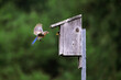 © Annette Buchkowski - Female mother Eastern bluebird Sialia sialis in mid flight with wings extended bringing a tasty insect to her nestling as it reaches out of the nestbox hole with gaping mouth
