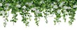 © Pen - Green foliage with white flowers hanging down, on a white background, resembling a floral border