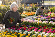 © JackF - Senior woman customer chooses young houseplant in store, examine leaves and shoots of primula, inhales fragrance of flower. Freelance florist buys potted flowers to create green area in apartment