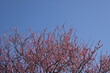 © Sara - Close up of pink plum blossoms Ume blooming against clear blue sky