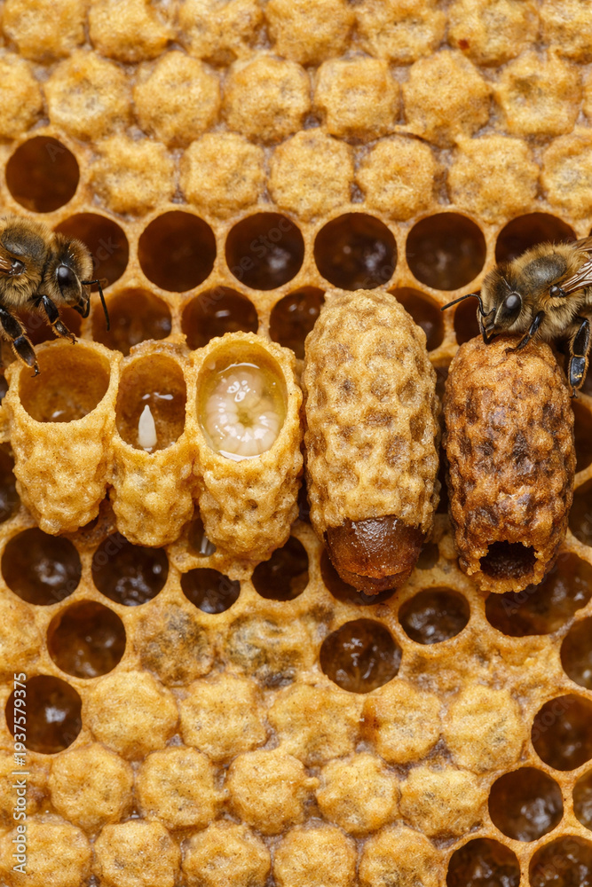 Queen Bee Development Chart Honey Bee Queen Cell Development Stages on Comb Showing Royal Jelly ...