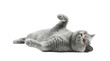 © Irene - playful british shorthair cat with orange eyes lying on its back, isolated on a transparent background with a cut-out effect, studio portrait.