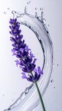 Lavender Flower Macro with Water Droplet Arc in Studio