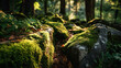 © nisa - Mossy forest rock, textured green moss covering stones, sunlight highlighting details, emphasizing woodland textures, forest floor patterns, and natural ecosystem beauty.