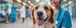 © DreamPointArt - Happy dog sits in veterinary clinic with smiling veterinarian during a routine check-up
