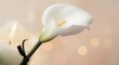 © The 2R Artificiality - Bright white calla flower bound by black ribbon near candle on softly illuminated background with copy space