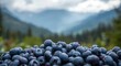 © TheWaterMeloonProjec - Selective focus on ripe blueberries ready for harvesting with copy space on a blurred mountain backdrop