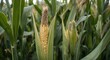 © DigitalDruid - Close view of maize plants with tall stalks and fully developed starchy seeds
