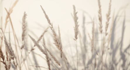 Naklejka na meble Delicate blurred grass shadows forming an abstract neutral backdrop with text space