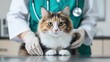 © oksa_studio - Calico cat sitting on an examination table while a veterinarian in gloves and scrubs performs a health check
