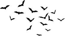 Free Bats Images & Photos | Public Domain Pictures